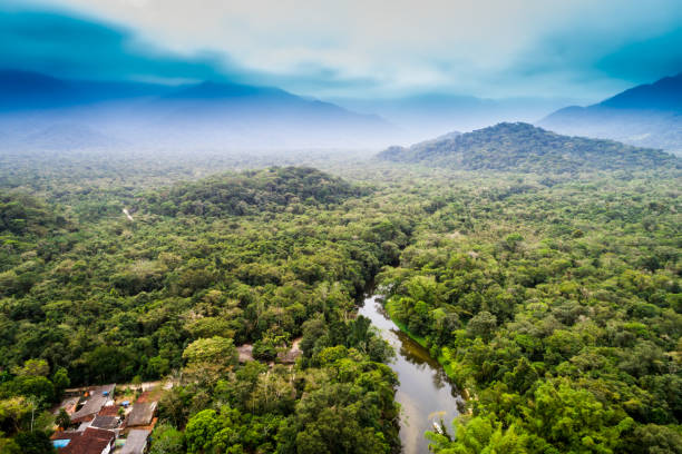 Congo rainforest