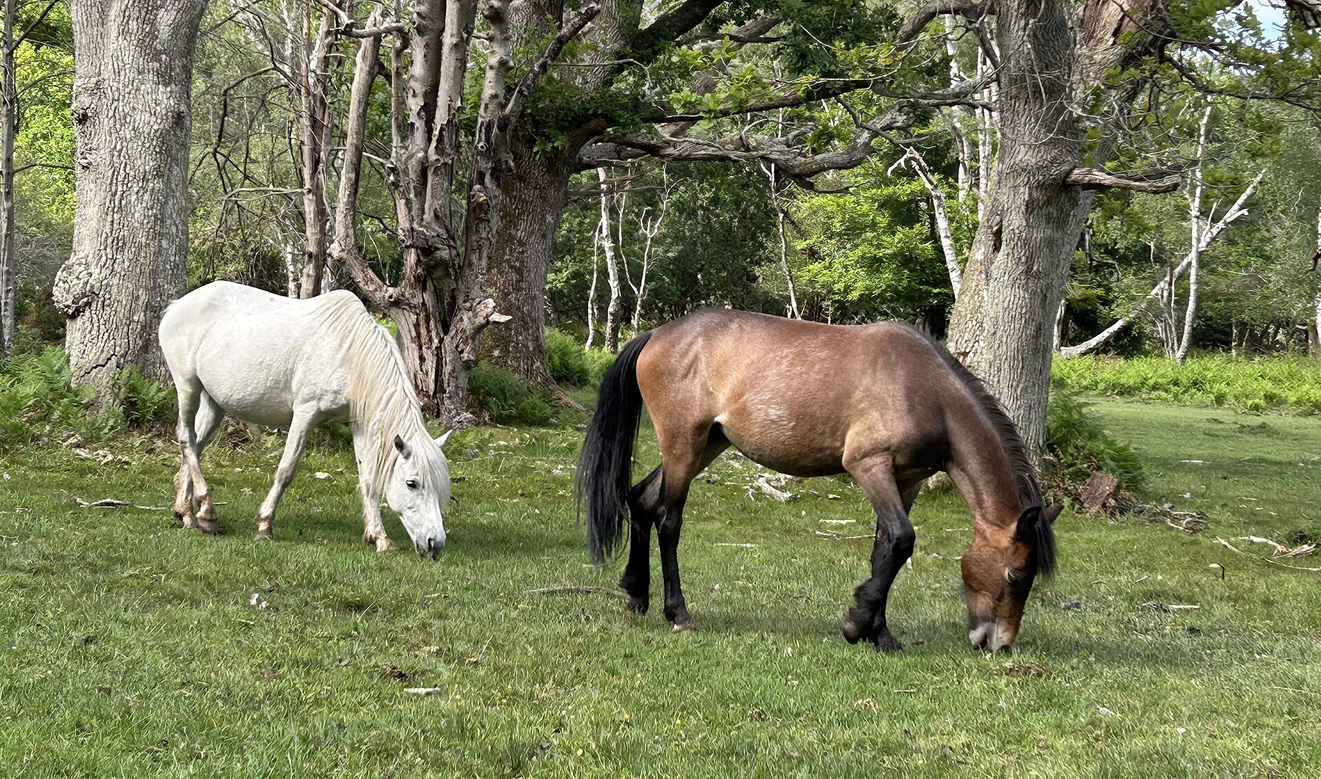 New Forest ponies